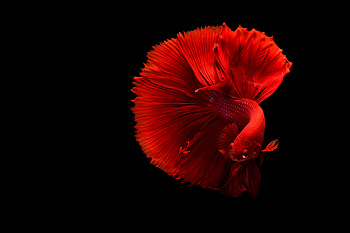 Animals, Fish, Tail HD wallpaper