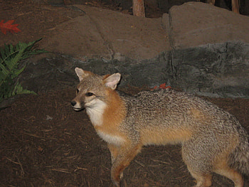 Sly Fox, dirt, white, black, brown, fox, rocks HD wallpaper