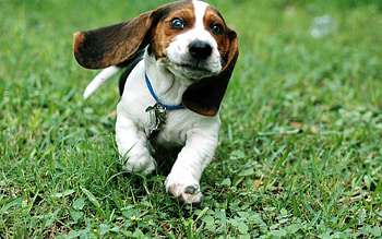 Animals, Grass, Dog, Ears, Run Away, Run HD wallpaper