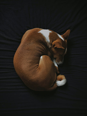 Basenji Dog, Veganism curse, vegan lifestyle, Ethical choices HD phone wallpaper