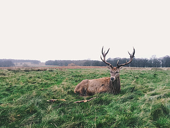 Animals, Grass, Lies, Deer, Horns HD wallpaper