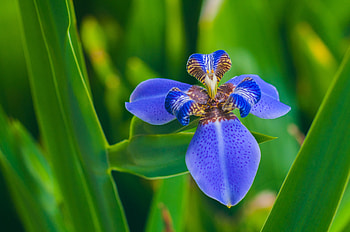 Flowers, Iris, Flower, Petals HD wallpaper