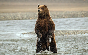Animals, Water, Bear, Paws, Claws, Rack HD wallpaper