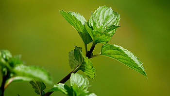 Green mint leaves, Eye-catching , XFCE customization, enhancement HD wallpaper