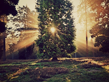 Landscape, Trees, Sun HD wallpaper