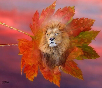 Lion, Guardian2000, Sweetwitchy, Lamamake, Carmenmbonilla HD wallpaper