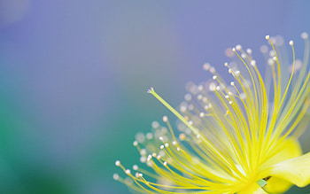 Background, Flower, Plant, Macro, Petals HD wallpaper