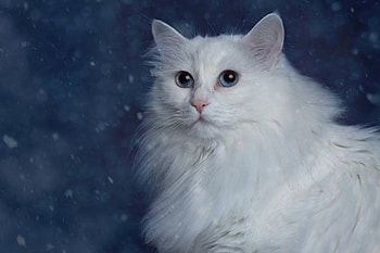 Animals, Cat, Fluffy, Muzzle, Fat, Thick HD wallpaper