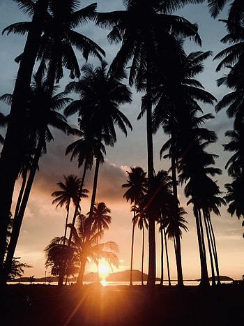 Nature, Trees, Sunset, Palms, Tropics, Sunlight HD phone wallpaper