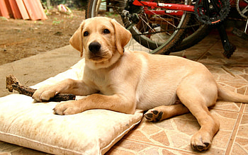 Animals, To Lie Down, Lie, Dog, Puppy, Retriever, Labrador, Charming HD wallpaper