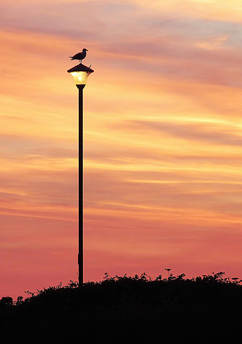 Sunset, Sky, Dark, Silhouette, Bird, Lamp, Lantern HD phone wallpaper