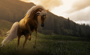 Horse, caballo, animals, cavalo HD wallpaper