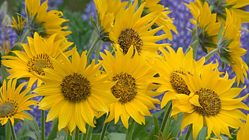 SUNFLOWERS, PETALS, LEAVES, YELLOW, STEMS HD wallpaper