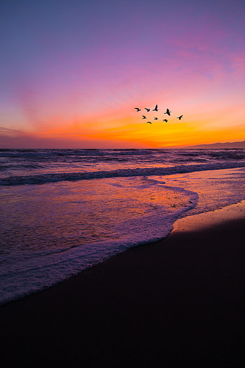 Nature, Birds, Sunset, Beach, Flock HD phone wallpaper