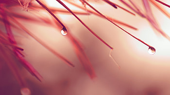 Autumn, Leaves, Rain, Drops, Macro, Color, Tender HD wallpaper