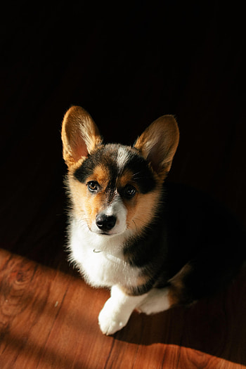 Animals, Dog, Pet, Puppy, Corgi HD phone wallpaper