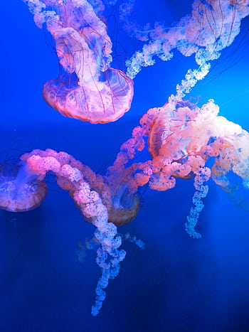 Stunning jellyfish swimming in blue aquatic ambiance, captured at an aquarium. HD phone wallpaper