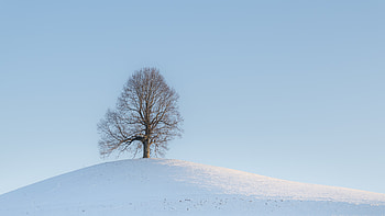 Landscape, Winter, Nature, Snow, Wood, Tree, Hill HD wallpaper