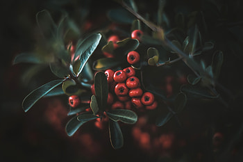 Leaves, Berries, Macro, Bunch HD wallpaper