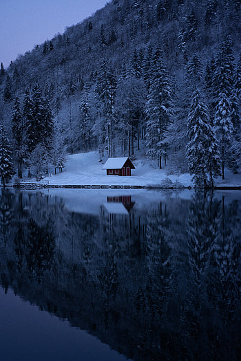 Winter, Nature, Trees, Snow, Lake, Forest HD phone wallpaper