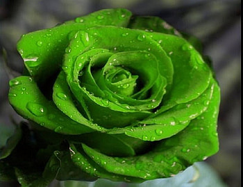 lovely green rose, plants, soft, delecte, nice, rose, blossoms, green, bud, nature, flowers, blooms, lovely HD wallpaper