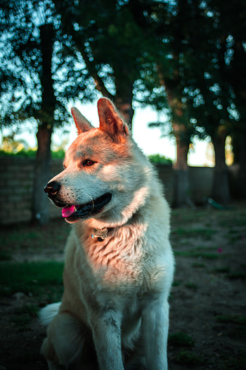 Animals, Dog, Pet, Animal, Protruding Tongue, Tongue Stuck Out HD phone wallpaper