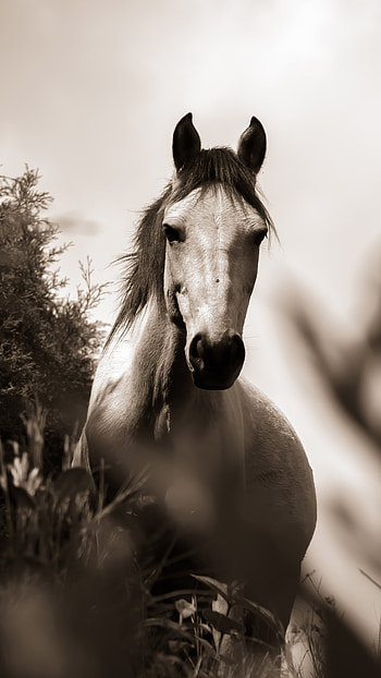 Horse grayscale, Sony Xperia HD phone wallpaper