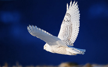 Animals, Sky, Owl, Bird, Predator, Flight HD wallpaper