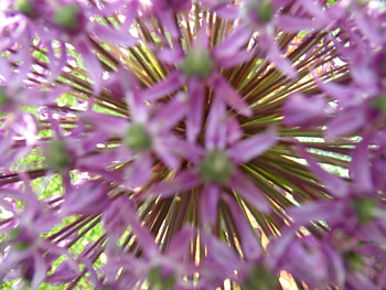 Flower, close-up, flowers, violett, petals HD wallpaper