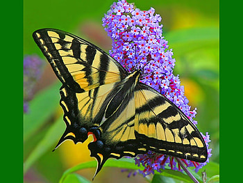 Beautiful Butterfly, cool, beautiful, butterfly HD wallpaper