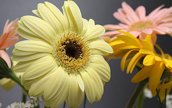 graphy, rose, yellow HD wallpaper