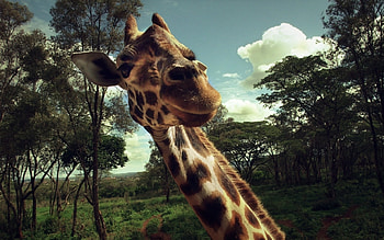 Animals, Giraffes HD wallpaper