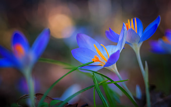 Crocuses, bokeh, blue, crocus, flower, orange, spring HD wallpaper