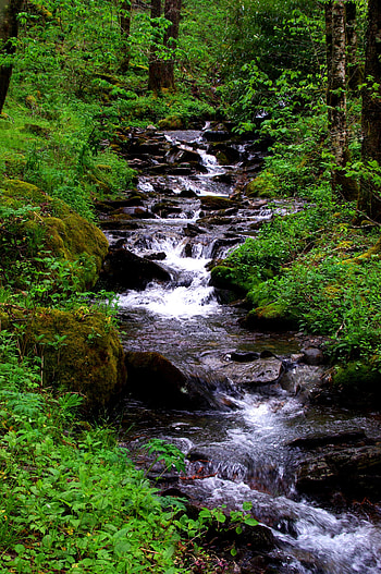 Nature, Water, Waterfall, Forest, Flow, Stream HD phone wallpaper