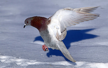 Pigeon , High-definition , Aesthetic backdrop, Avian charm HD wallpaper