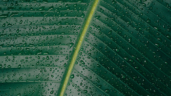 Green leaf, water drops, texture HD wallpaper