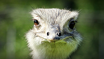 Stunning graphy, Ostrich gallery, Mesmerizing visuals, Captivating shots HD wallpaper