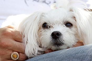 Animals, Muzzle, Hands, Puppy, Ears HD wallpaper