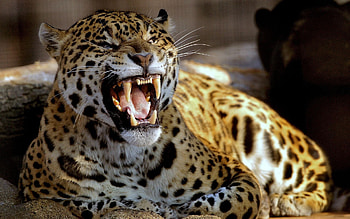 Leopard , Backgrounds HD wallpaper