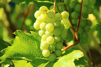 Closeup of green grapes on a vine in a sunny vineyard, perfect for wine-making themes. HD wallpaper