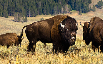 Animals, Forest, Field, Herd, Bison HD wallpaper