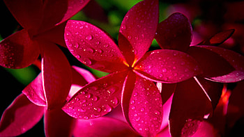 Rain drops, Frangipani Flowers HD wallpaper