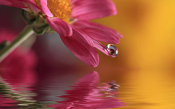 Plants, Flowers, Drops HD wallpaper