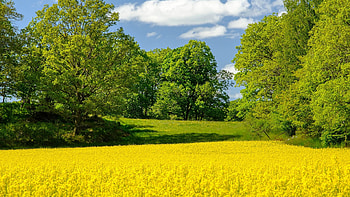 Rape field in Sweden, yellow, blossoms, clouds, landscape, trees, sky HD wallpaper