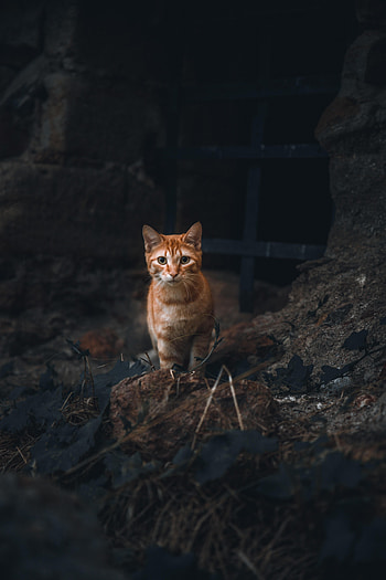 Animals, Cat, Pet, Sight, Opinion, Animal, Redhead HD phone wallpaper