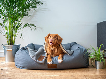 Funny, Animals, Dog, Muzzle, Redhead HD wallpaper