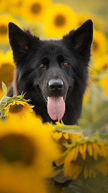 German Shepherd Dog, Sunflower, Background HD phone wallpaper