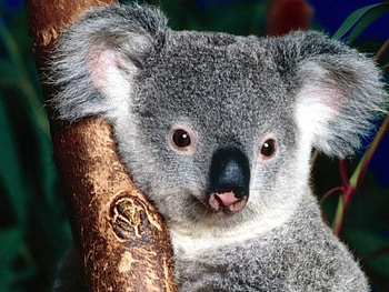 Animals, Koalas HD wallpaper
