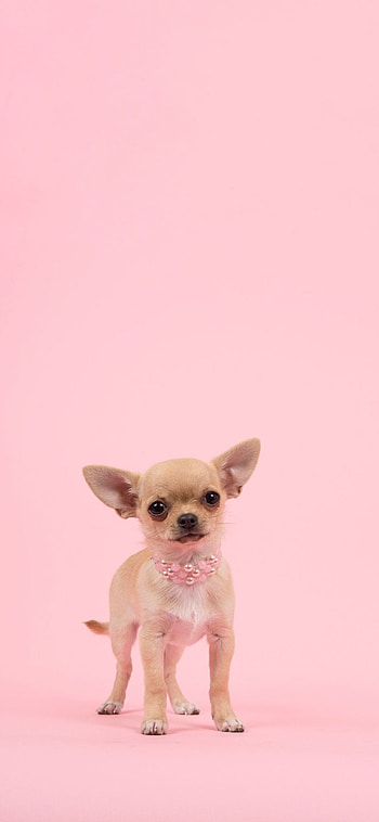 Pink dog , Popular and trendy, Cute and vibrant, Lovely pet HD phone wallpaper