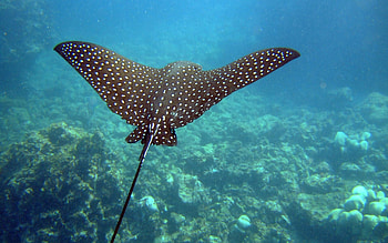 Animals, Slope, Underwater World, To Swim, Swim, Stingray HD wallpaper